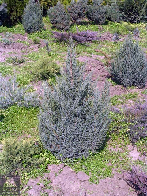  Kineska kleka Juniperus chinensis ’Stricta’ 
